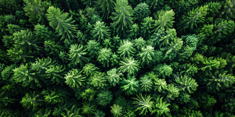 aerial view of green forest background, banner
