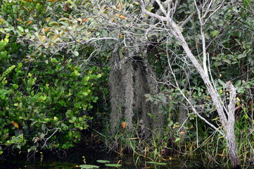 Swamp Landscape in Everglades National Park, Florida