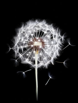 Dandelion in bloom isolated on a black background