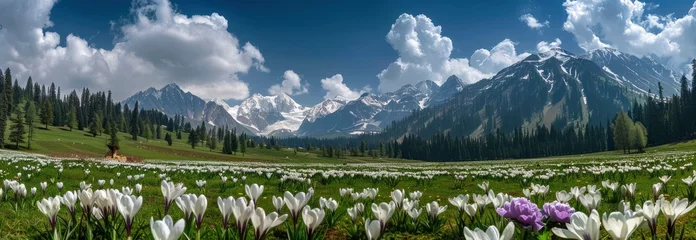 Foto op Canvas There is an endless sea of white crocuses blooming on green grassland in front of snowcapped mountains © MSTSANTA