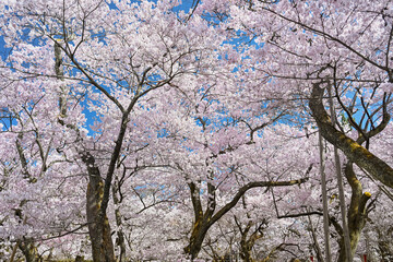 長野 高遠城址公園の春景色