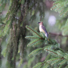 Cedar Waxwing Perched on a Spruce Branch