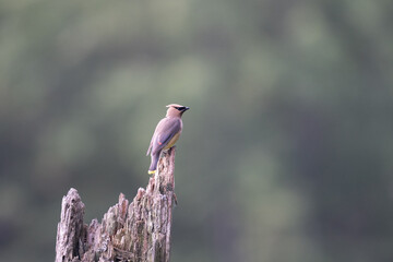 Cedar Waxwing Perched on a Stump