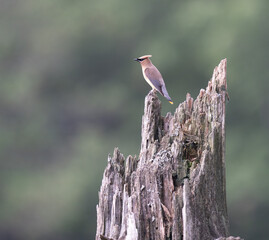 Cedar Waxwing Perched on a Stump