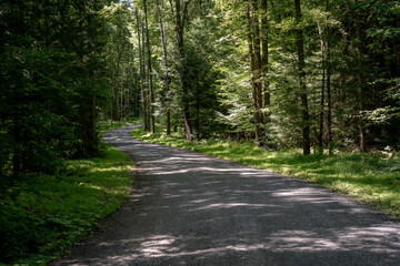 Gravel Road in the Forest