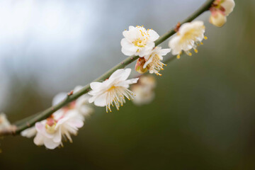 冬と春の入れ替えの月