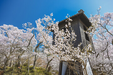 長野 高遠城址公園の春景色