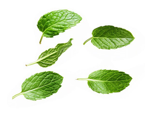 Fresh mint leaf isolated in white background.