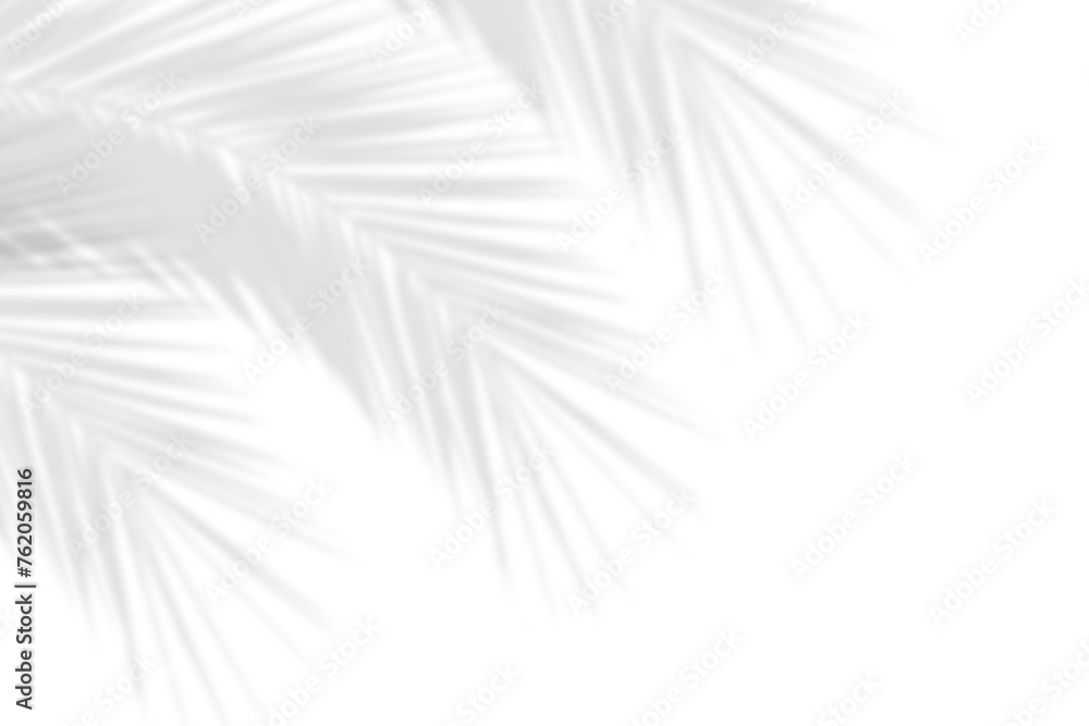 Fototapete realistic shadows of palm leaves isolated on white background. decorative design elements for summer