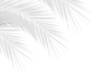 Realistic shadows of palm leaves isolated on white background. Decorative design elements for...