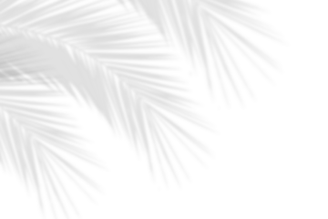 Realistic shadows of palm leaves isolated on white background. Decorative design elements for Summer Season. Vector transparent palm leaf shadow. Creative overlay effect for mockups