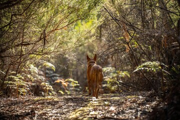 kelpie dog off lead in the bush in a trail in australia