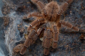 Phormingochilus sp. Rufus tarantula spider with roach - obrazy, fototapety, plakaty