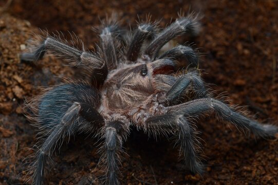 Phormictopus sp. Dominican purple tarantula with roach