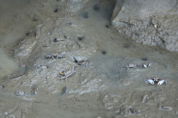 A fiddler crab is on tidal flat and Wavy surface of the sandy ocean floor. Small crab on mud at low tide.