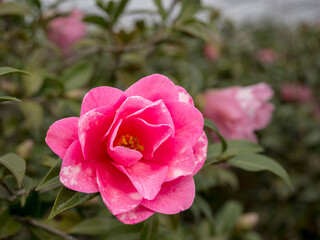 美しい椿の花　ブライアンバー
