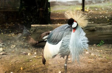 Naklejka premium The elegant grey crowned crane, with its regal stature and distinctive golden crown atop a slate-colored head, gracefully roams the African savannah, a symbol of beauty and poise in the wild.
