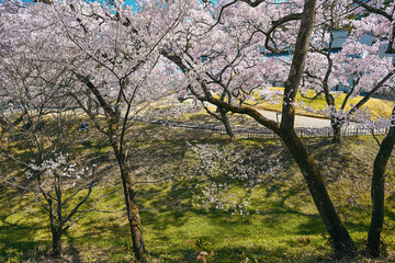長野 高遠城址公園 空堀の春景色