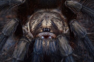 Phormictopus auratus tarantula spider - obrazy, fototapety, plakaty