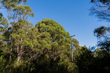 Powerlines in the bush in Australia. Power poles a fire hazard in the forest