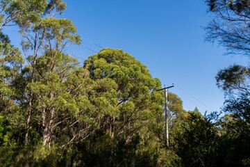 Powerlines in the bush in Australia. Power poles a fire hazard in the forest