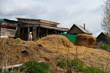 A haystack, a goat and a house yard.