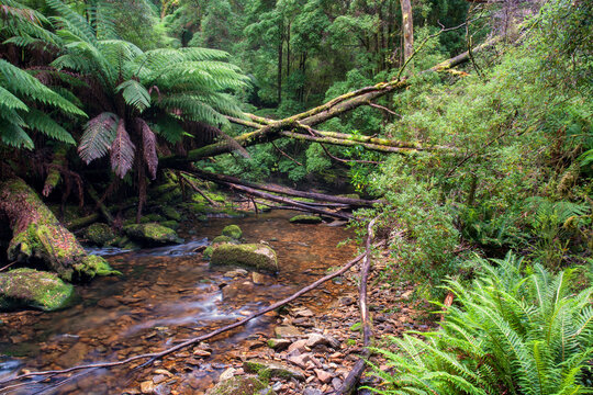 creek scenery in Tasmania, Australia