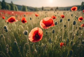 Tuinposter poppy field in summer © Sadia
