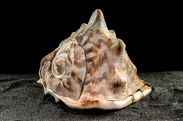 King Helmet seashell on a dark background