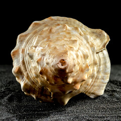 Pleuroploca trapezium seashell on a dark background