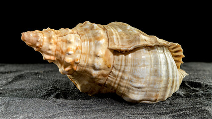 Pleuroploca trapezium seashell on a dark background