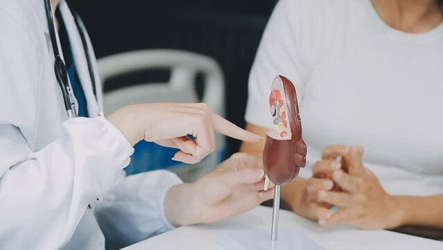 Doctor with human Pancreatitis anatomy model with Pancreas, Gallbladder, Bile Duct, Duodenum, Small intestine. Pancreatic cancer, Acute and Chronic pancreatitis, Digestive system and Health concept