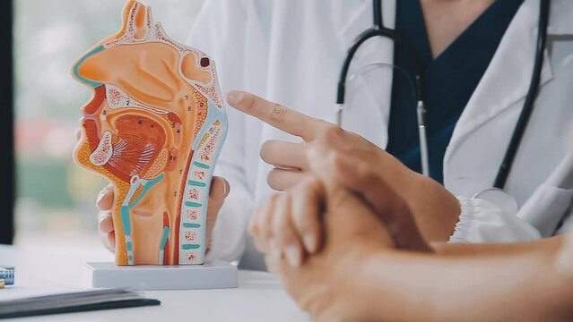 Doctor with human Pancreatitis anatomy model with Pancreas, Gallbladder, Bile Duct, Duodenum, Small intestine. Pancreatic cancer, Acute and Chronic pancreatitis, Digestive system and Health concept