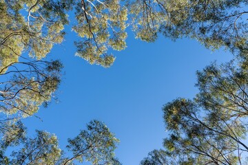 looking up at a bush canopy of gum trees with a blue sky in australia