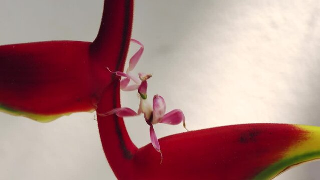 Orchid mantis walking on the leaf and flower