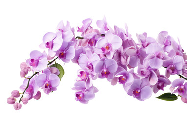 Fototapeta na wymiar A Bunch of Purple Flowers on a White Background. On a White or Clear Surface PNG Transparent Background.