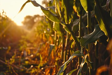 Endless field of green corn illuminated by the sun. Agricultural business concept.