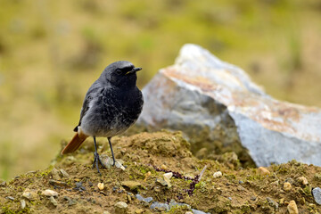 Black redstart - male // Hausrotschwanz - Männchen (Phoenicurus ochruros)