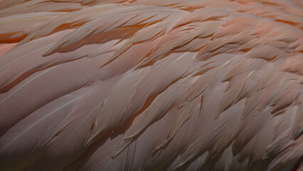 Fototapeta premium close up of a red and yellow feathers