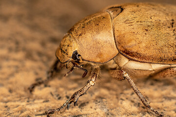 Close up light brown large Insect beetle. Interaction with wild nature beauty fauna Entomology image