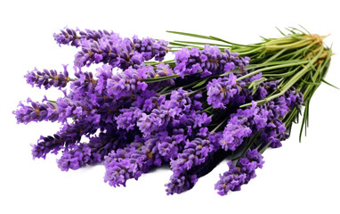 A Bunch of Lavender Flowers on a White Background. On a White or Clear Surface PNG Transparent Background.
