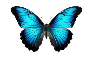Blue Butterfly With Black Wings on White Background. On a White or Clear Surface PNG Transparent Background. - Powered by Adobe