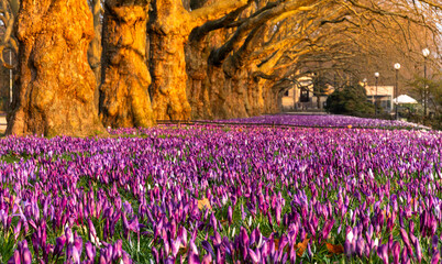 A massive carpet of colorful crocuses blooming in a row of plane trees in the beautiful morning light - 762084688