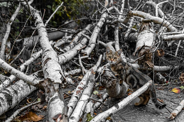 cats in the woods
