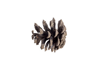 Isolated brown pine cone on white background