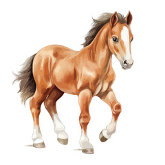 Obraz na płótnie Canvas Baby Horse Clipart isolated on white background