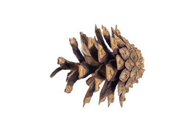 Isolated brown pine cone on white background