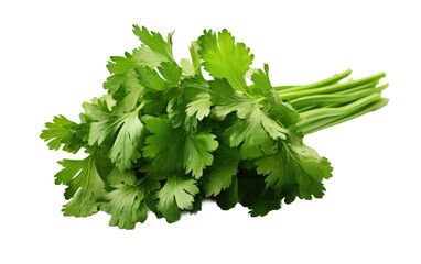 Bunch of Green Parsley on White Background. On a White or Clear Surface PNG Transparent Background.
