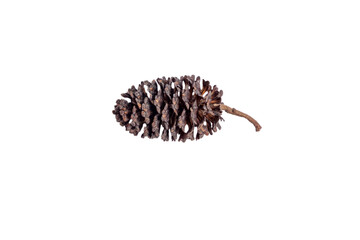 Isolated brown pine cone on white background
