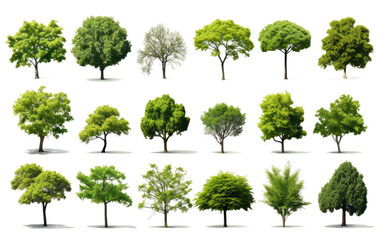 Varied Species of Trees in a Forest. On a White or Clear Surface PNG Transparent Background. - obrazy, fototapety, plakaty
